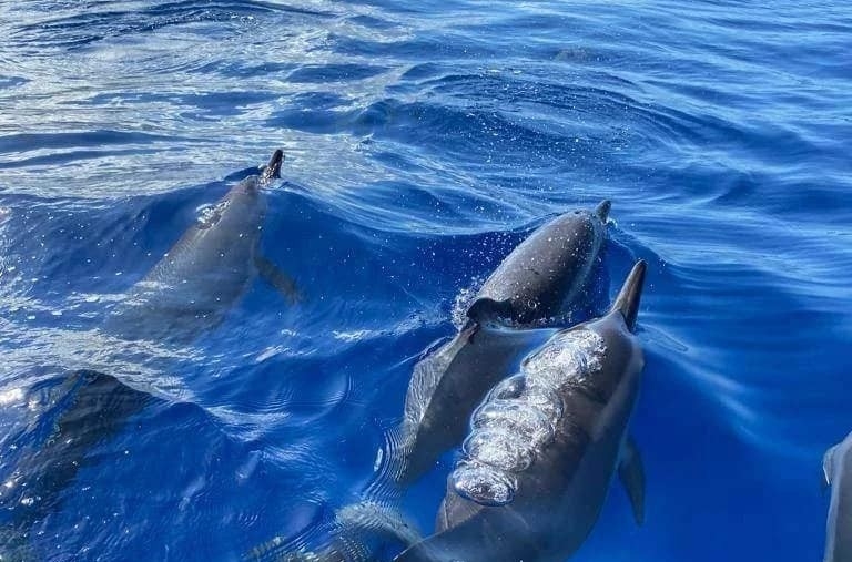 groupe de dauphins edité.jpg
