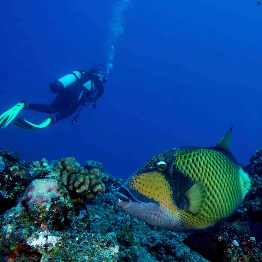plongeur et un poisson.jpg